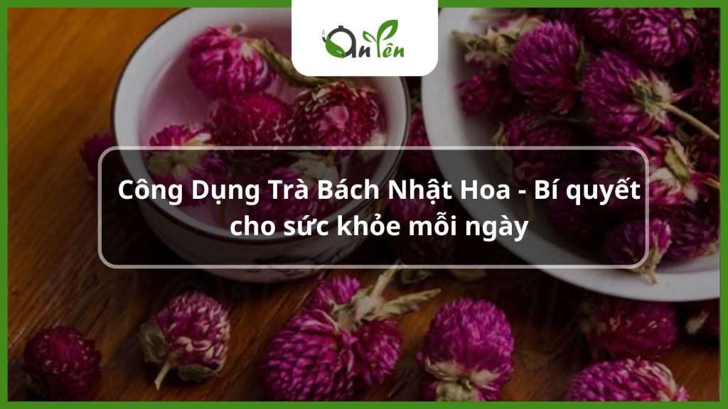 công dụng trà bách nhật hoa